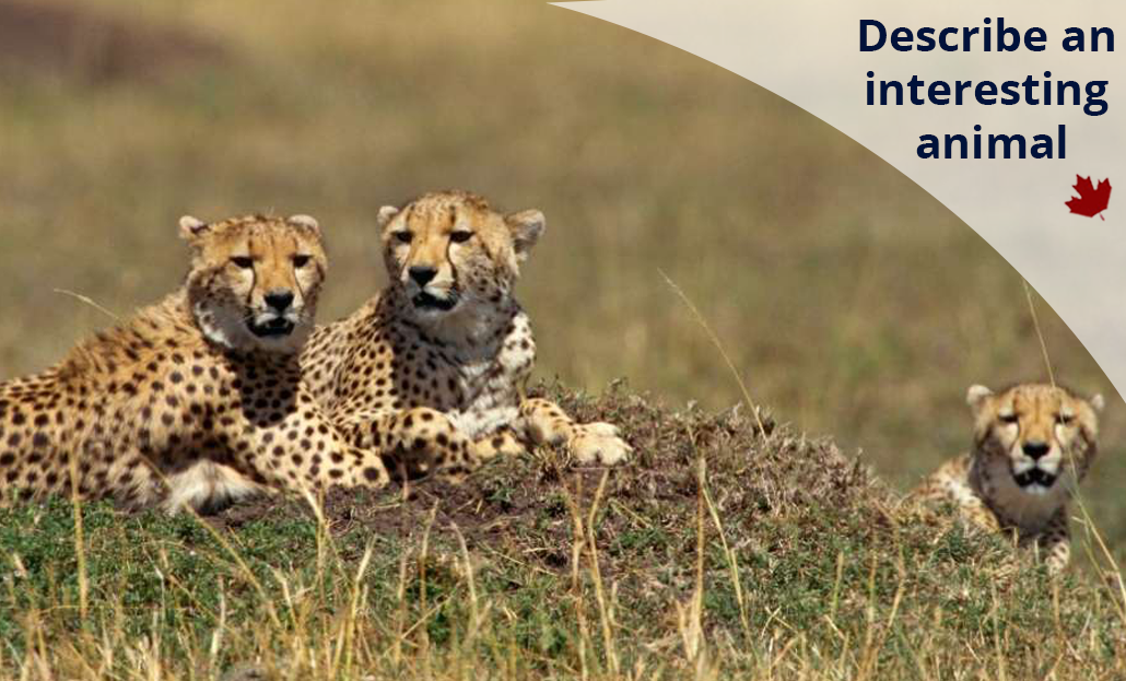 Describe an interesting animal | Best Ielts institute in Mohali and  Chandigarh