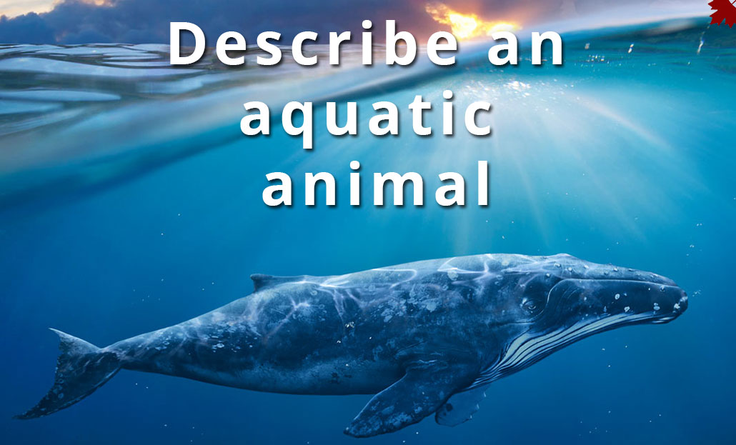 Describe an aquatic animal | Best Ielts institute in Mohali and Chandigarh