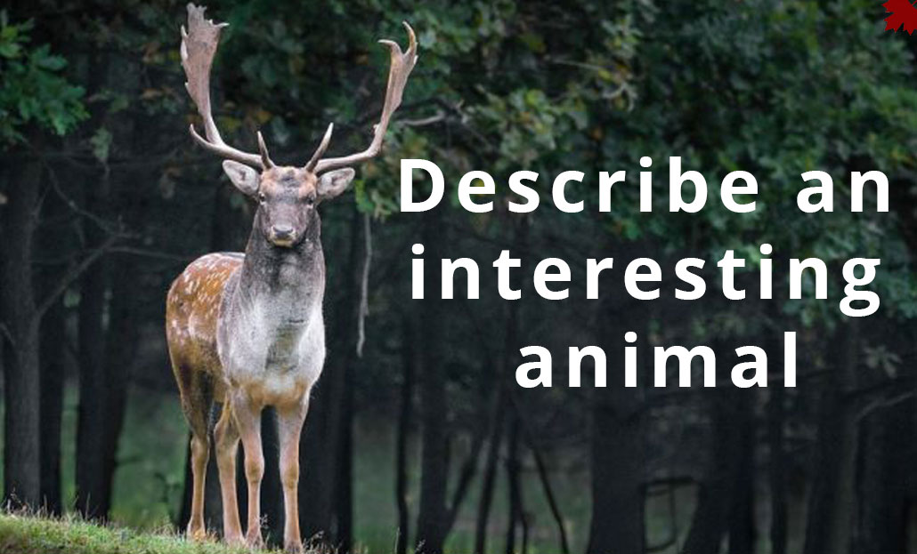 Describe an interesting animal | Best Ielts institute in Mohali and  Chandigarh