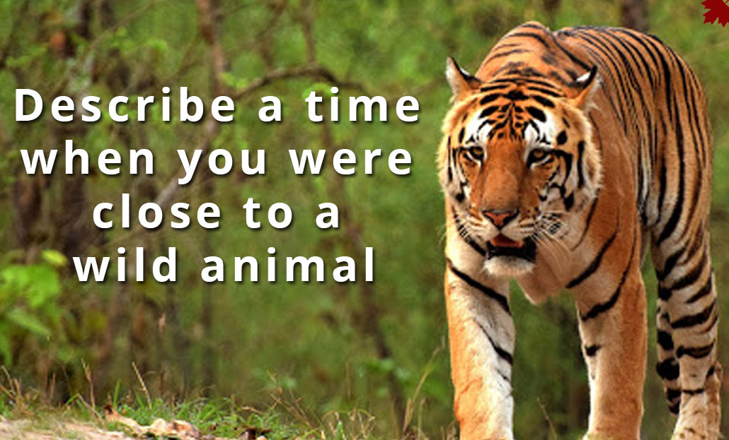 Describe a time when you were close to a wild animal | Best Ielts institute  in Mohali and Chandigarh